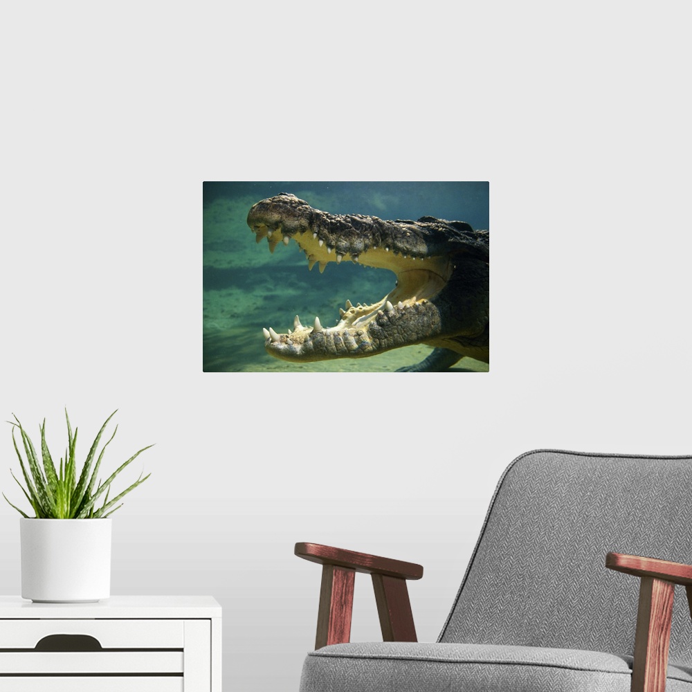 A modern room featuring Crocodiles open mouth