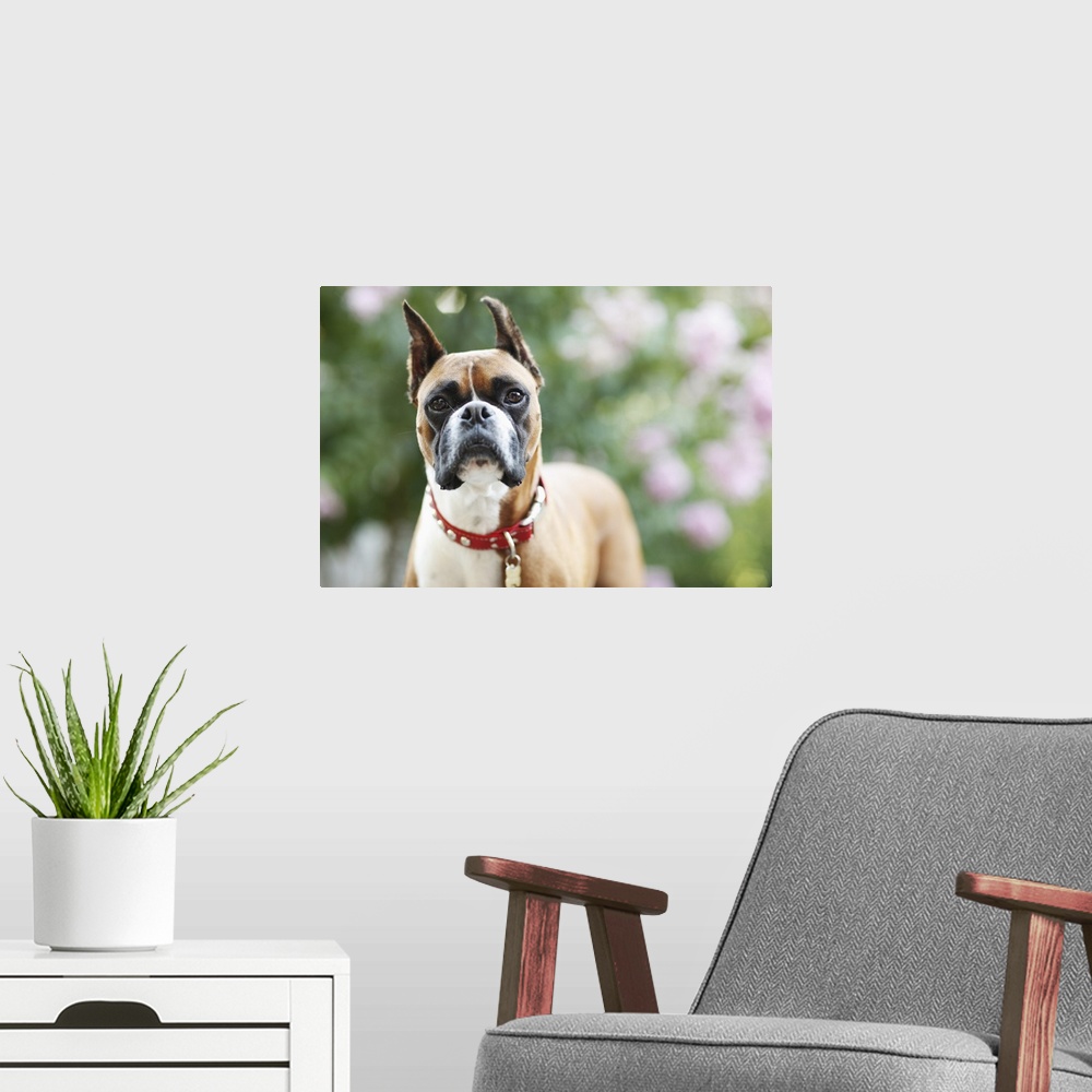 A modern room featuring Boxer, Outside, Flowers in Background, Selective Focus, Greenery, Pet