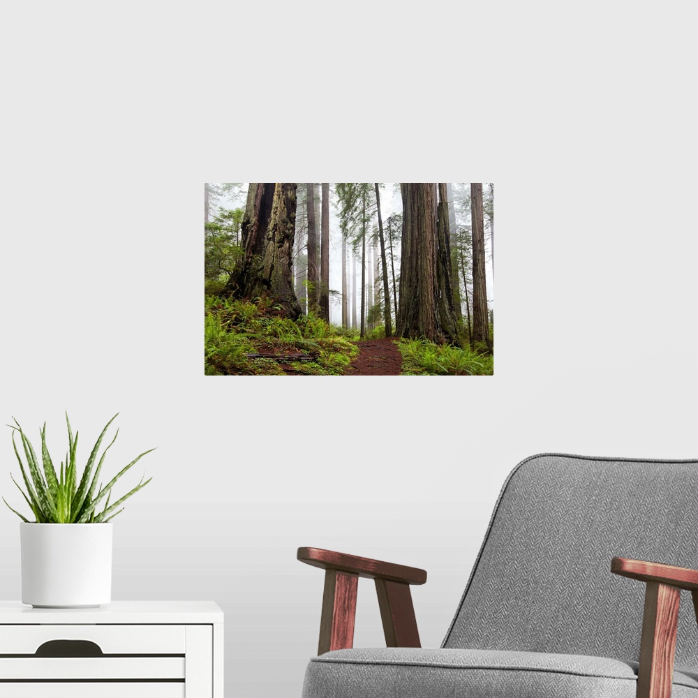 A modern room featuring Damnation trail in Del Norte Redwoods State Park, CA.