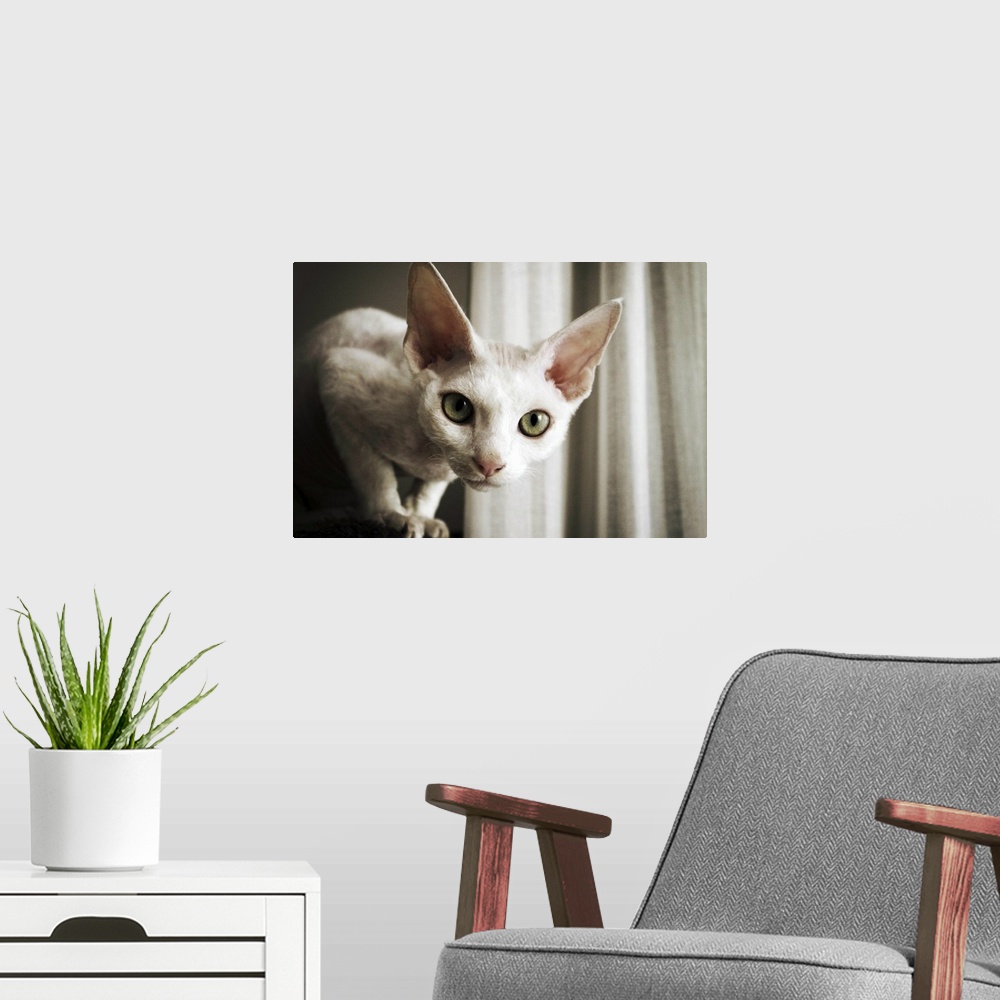A modern room featuring Devon Rex Cat looking at camera.