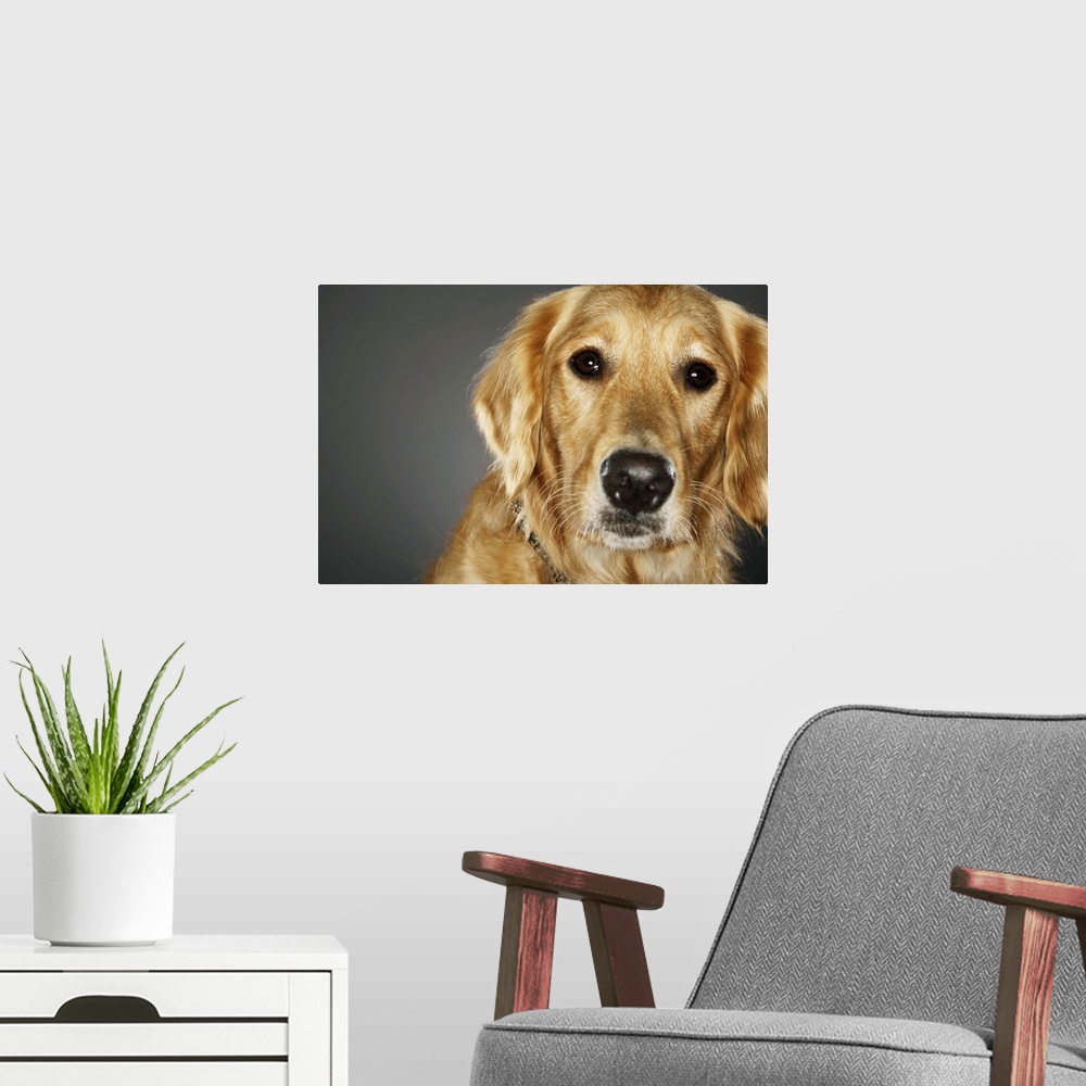 A modern room featuring Dog, close-up