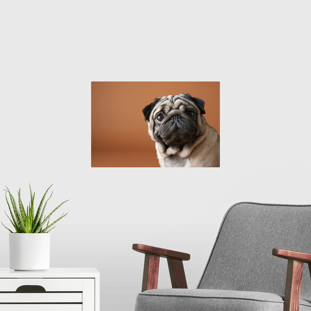 A modern room featuring Dog, close-up