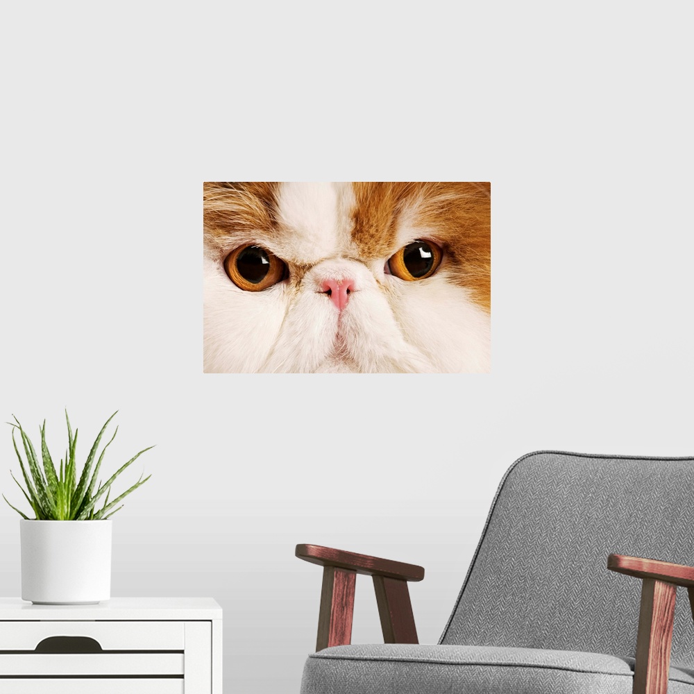 A modern room featuring Domestic cat. Calico Harlequin Persian. Close up of face.