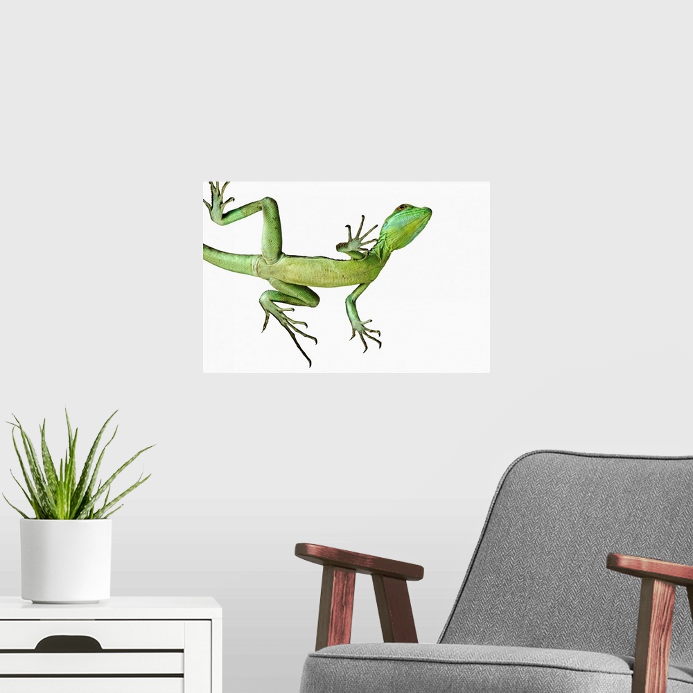 A modern room featuring The double-crested, or green crested, basilisk of Central America (Basiliscus plumifrons) uses it...