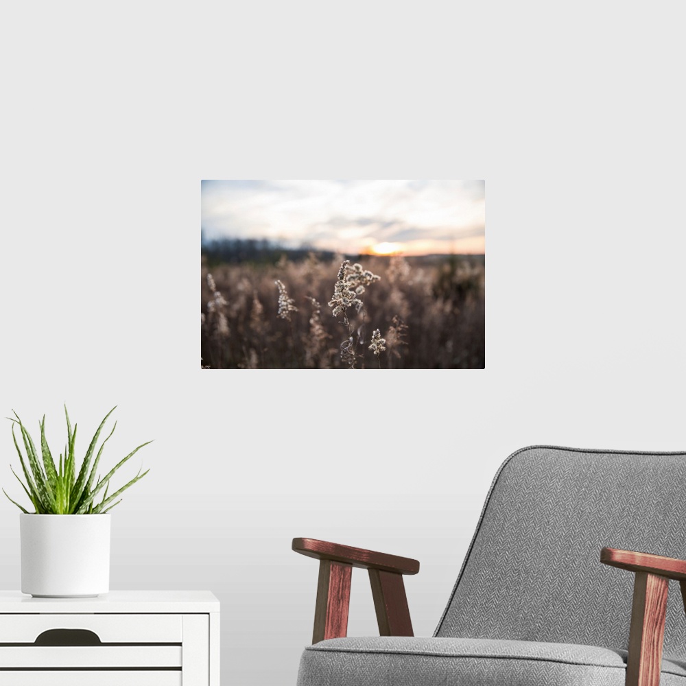 A modern room featuring Dried Wild Grass And Country Fields With Winter Sunset