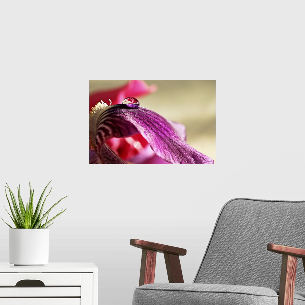 A modern room featuring lily, rose, drop, water, macro, extension tube, pink, purple