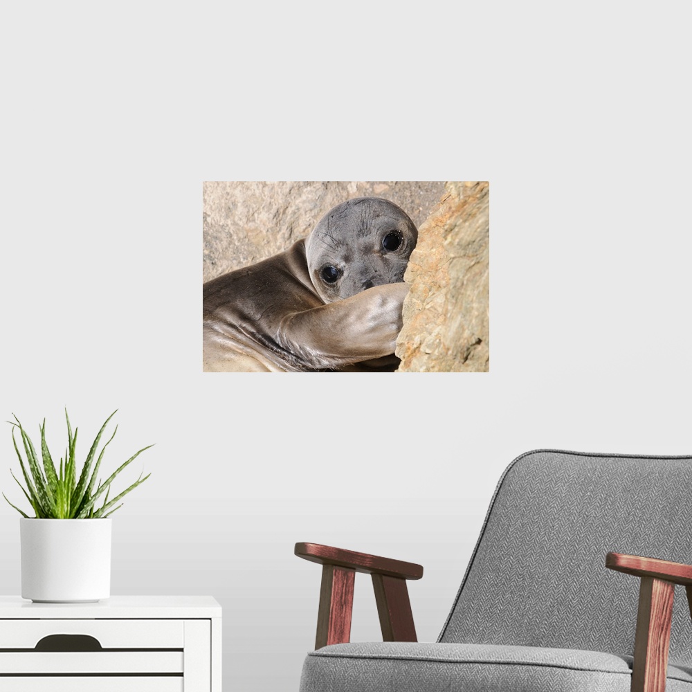 A modern room featuring Elephant seal on hike around West San Benito Island.