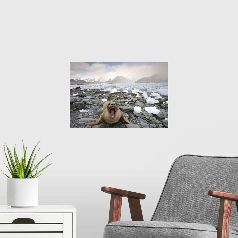 A modern room featuring Elephant Seal (Mirounga leonina) on the beach surrounded by ice calved from Neumayer Glacier in C...