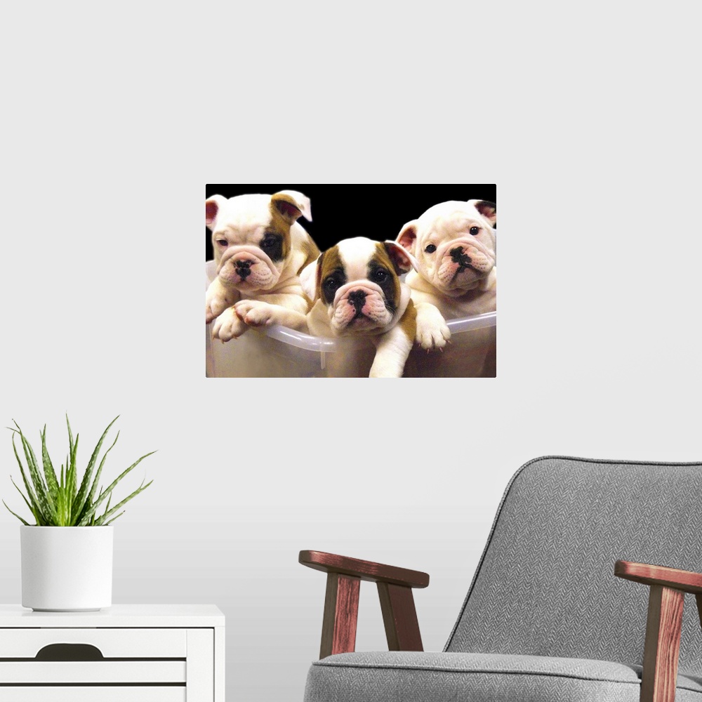 A modern room featuring a plastic tub containing three adorable english bulldogs puppies.