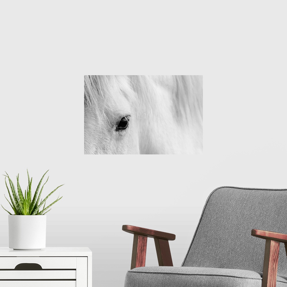A modern room featuring Detail shot of a white horse eyelash.