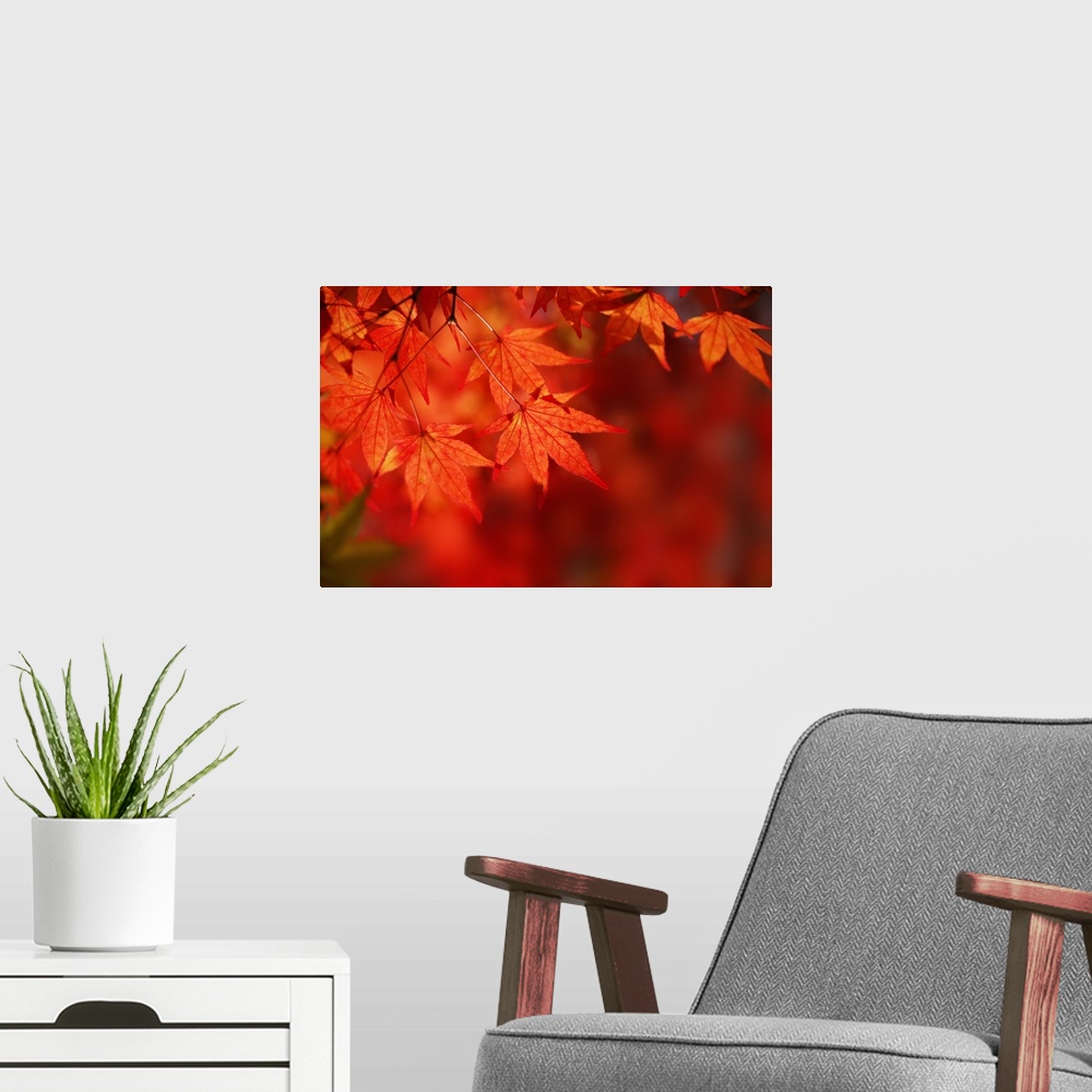 A modern room featuring Close up shot of red Japanese maple fall leaves against a red bokeh background in New England
