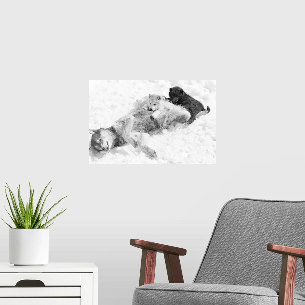 A modern room featuring Family of Alaskan Malamutes playing