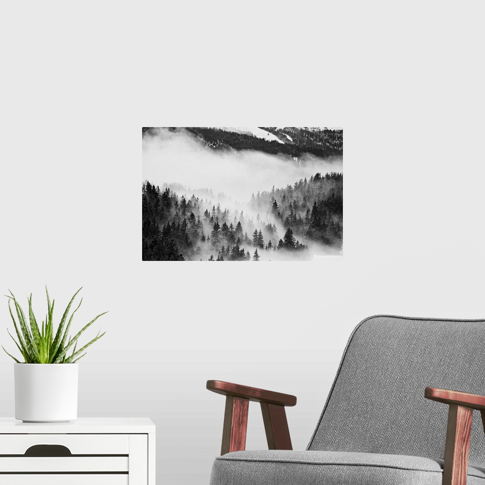 A modern room featuring Fast moving clouds, passing between trees in a forest in Chamrousse in the french Alps.
