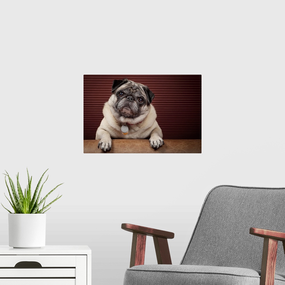 A modern room featuring Fawn pug cocks head in front of striped burgundy.