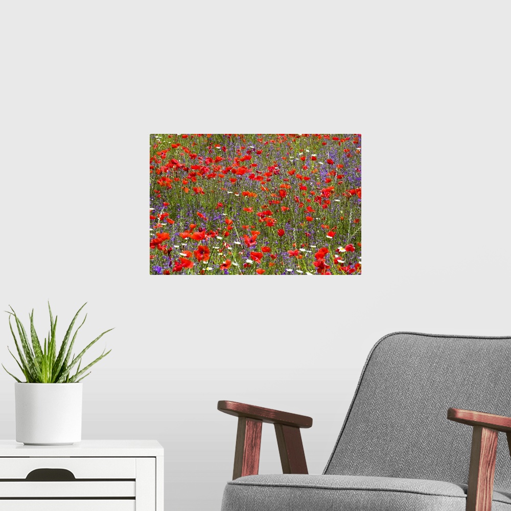A modern room featuring Full-frame view of field of wild flowers, poppies (Papaver rhoeas) prominent, near Orvieto, Terni...