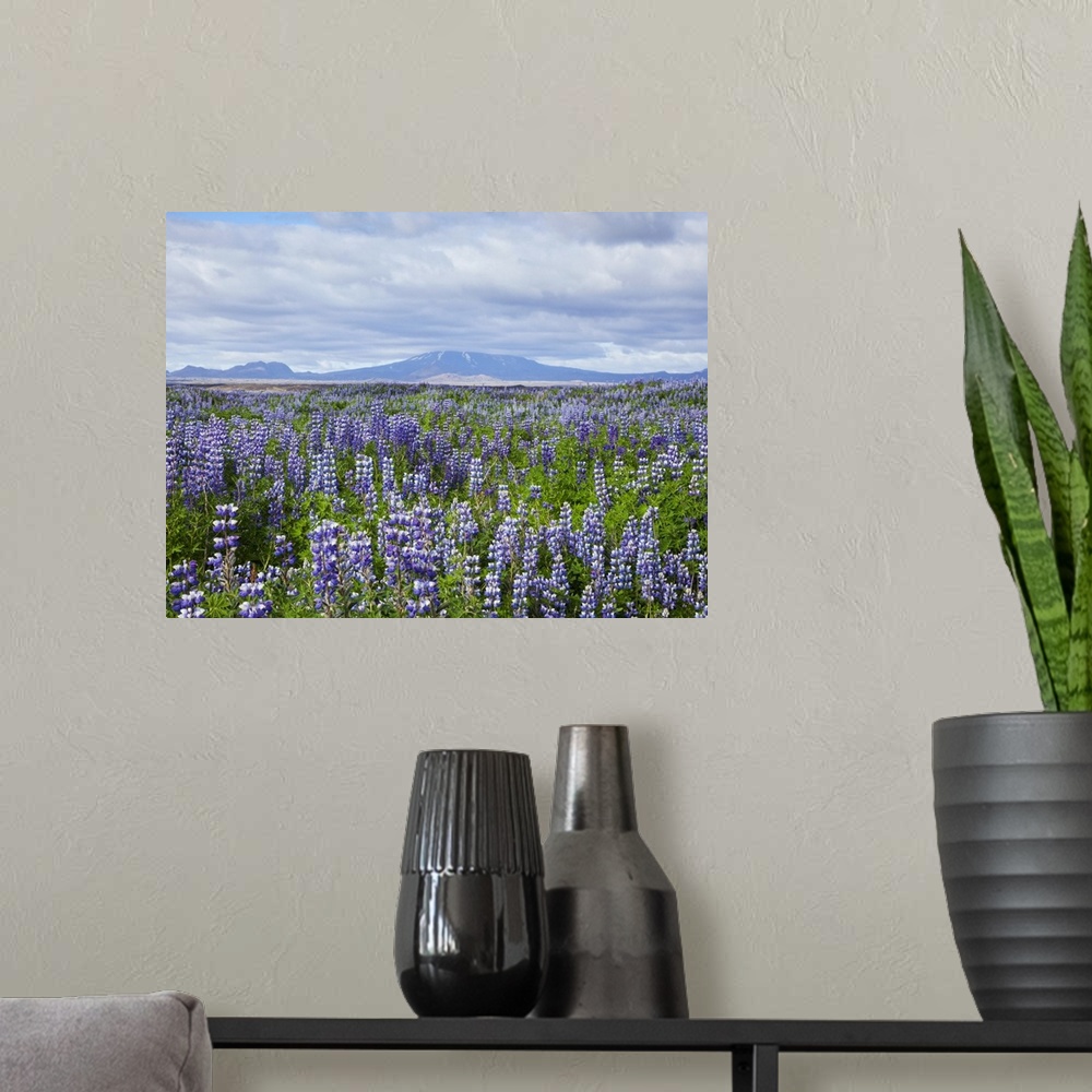 A modern room featuring Field with lupine flowers and a volcano in background, Iceland.