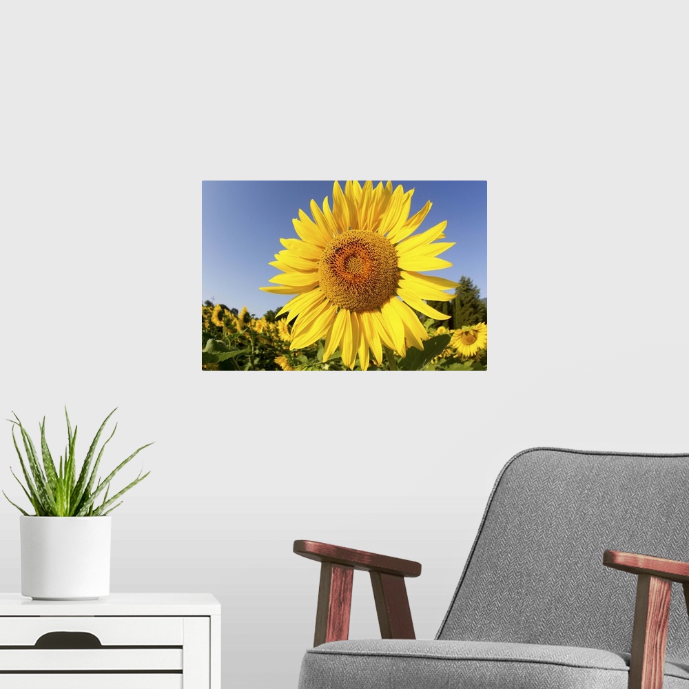 A modern room featuring Fields of sunflowers in the early morning sunshine around the town of Cetona,province of Siena,Tu...