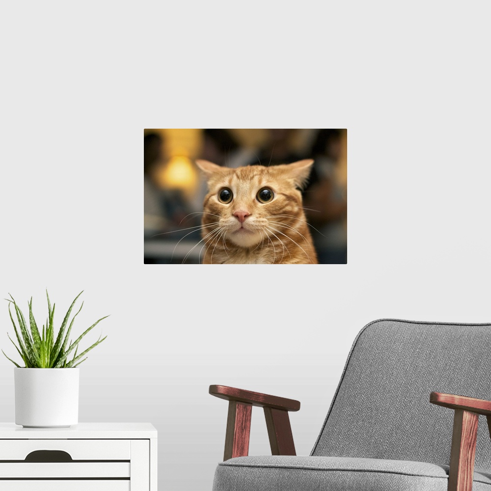 A modern room featuring Flash photo of marmalade or orange cat looking surprised with large eyes, ears back.
