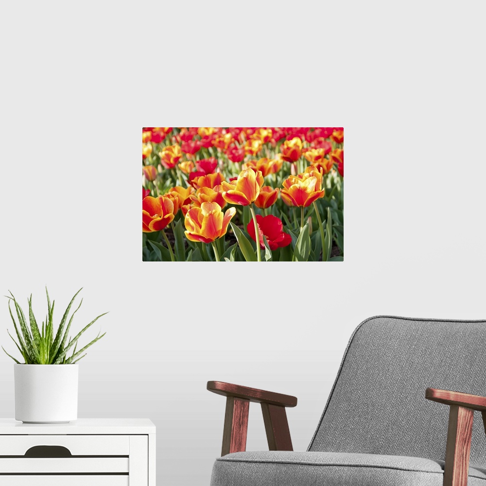A modern room featuring Flower bed with brightly lit tulips at the National Mall in Washington, DC. Selective focus on th...