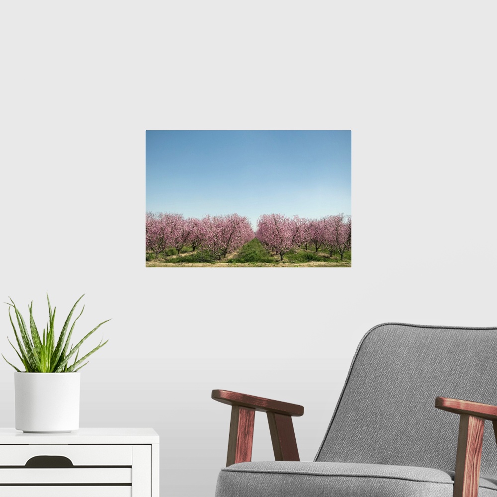 A modern room featuring Flowering peach trees (Prunus persica) in orchard.