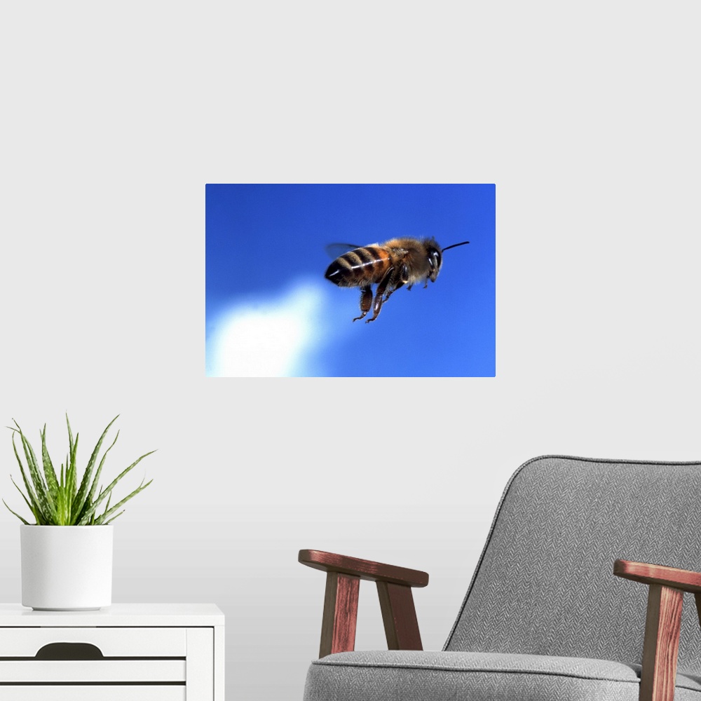 A modern room featuring flying bee