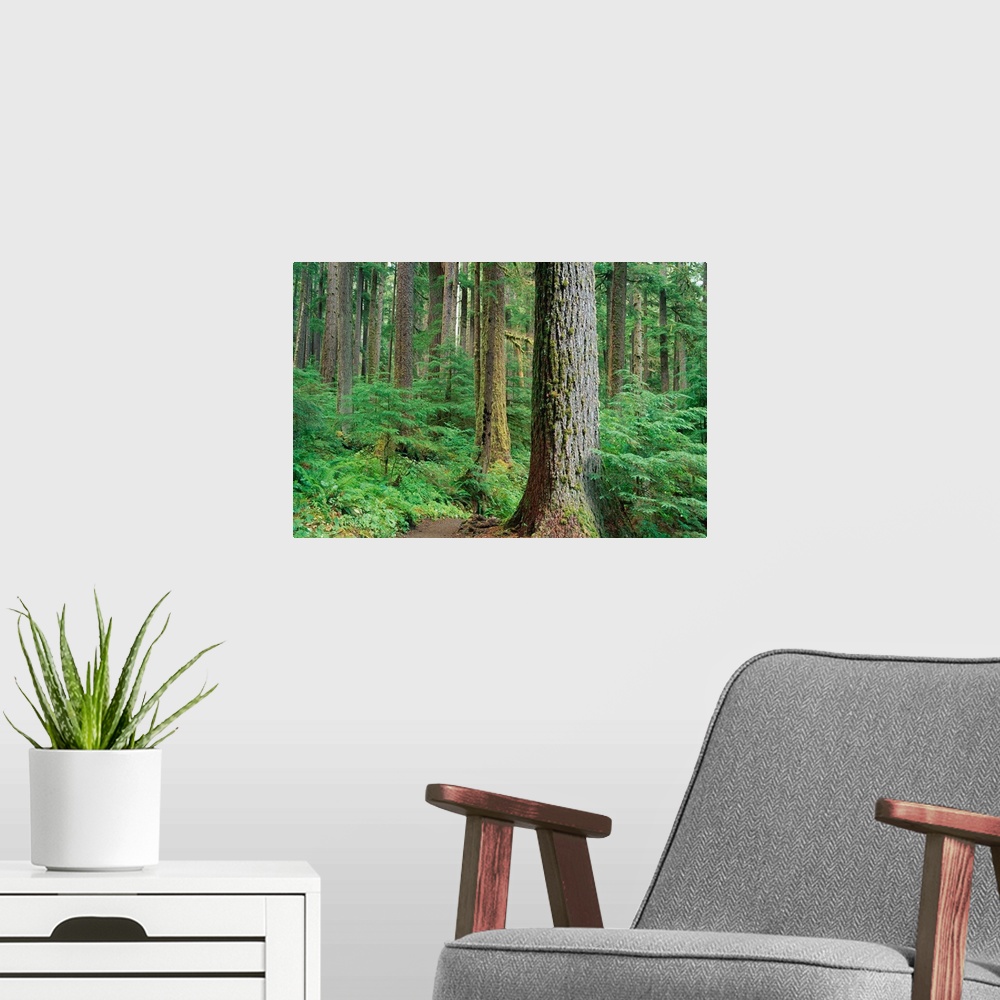 A modern room featuring Forest Of Old Growth Douglas Firs