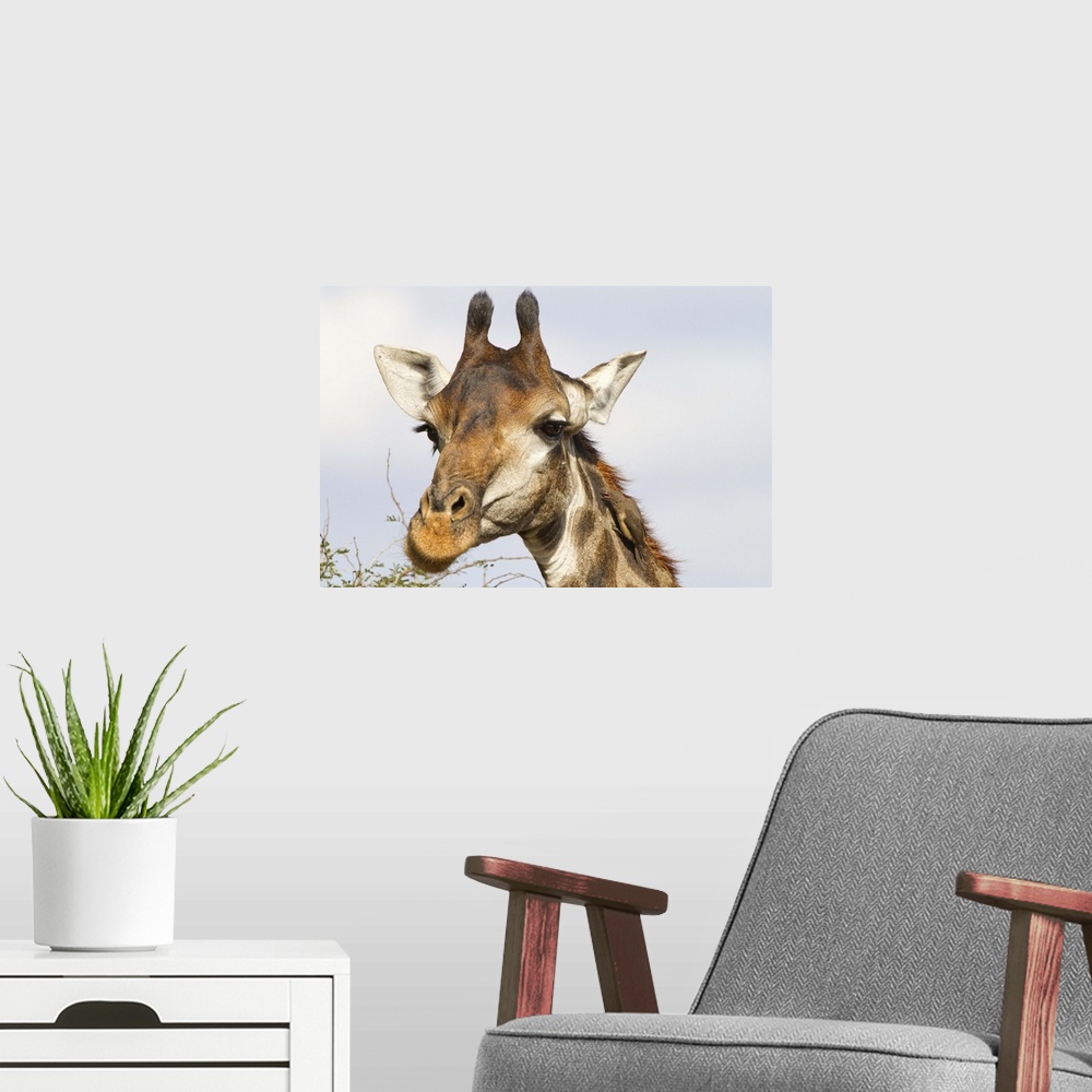 A modern room featuring Giraffe, Kruger National Park, South Africa