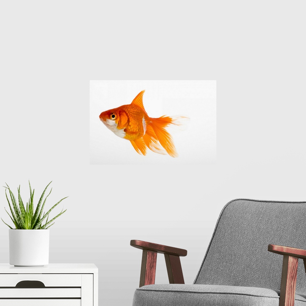 A modern room featuring Goldfish, side view