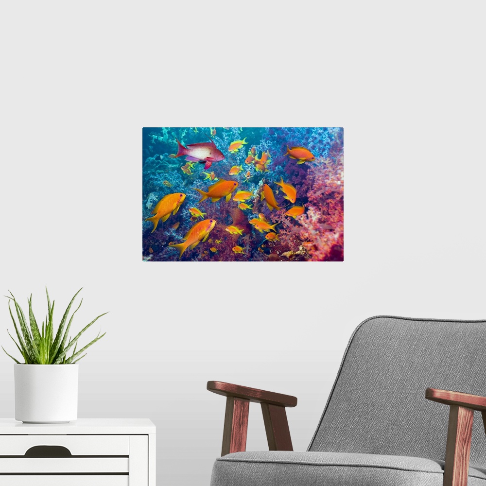 A modern room featuring This is an underwater photograph of a school of Lyre-tail Anthias fish in a coral reef.