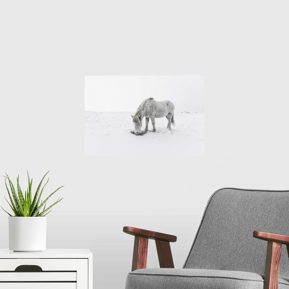 A modern room featuring Gray horse grazing in snow.