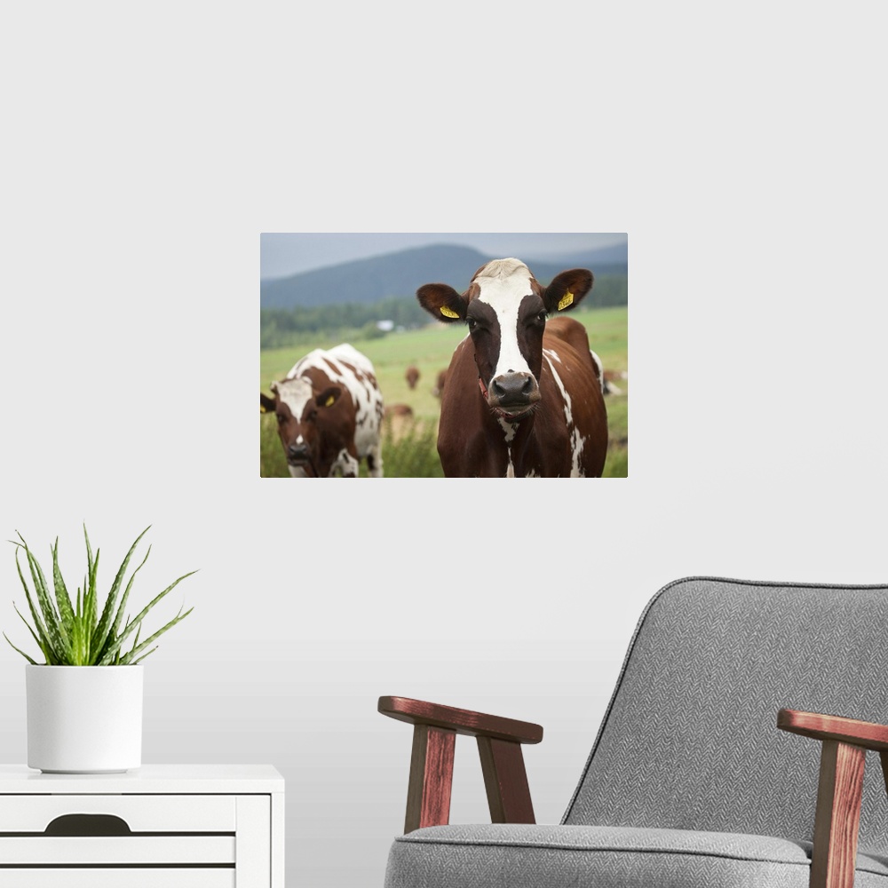 A modern room featuring Grazing cows