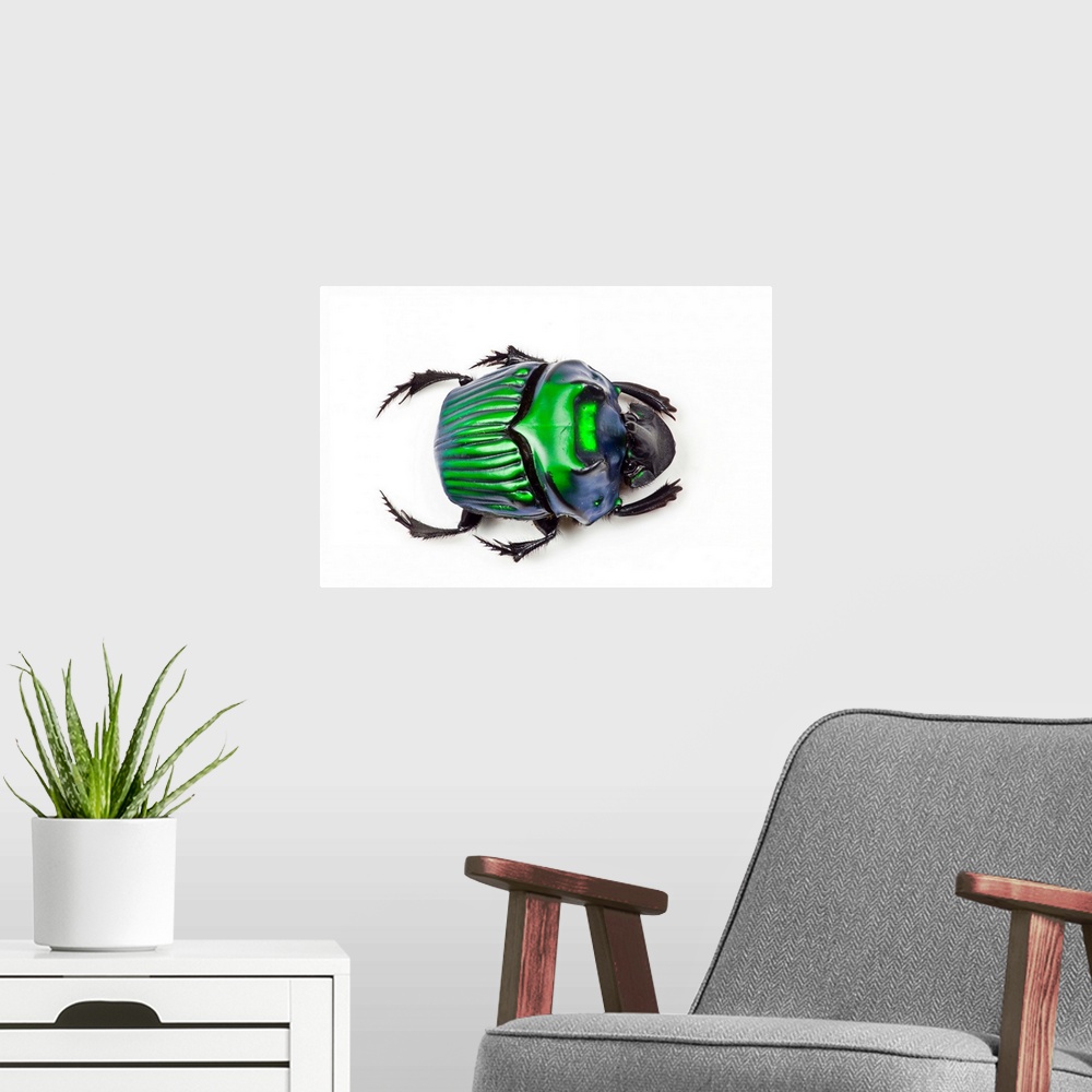 A modern room featuring Green Dung Beetle Female Oxysternon conspicillatum as viewed from the top