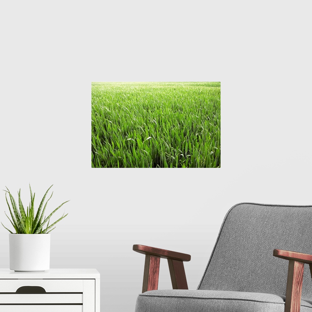 A modern room featuring Green field of young corn