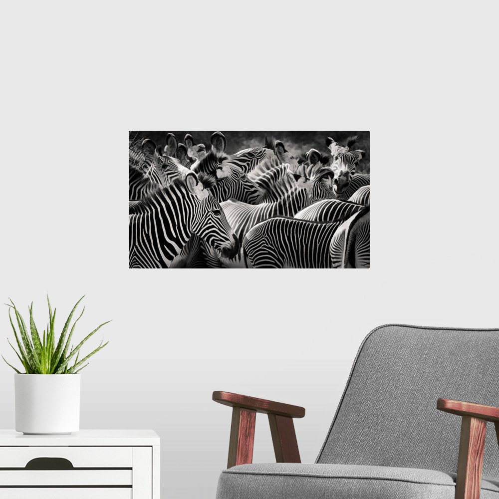 A modern room featuring Panoramic close up of the patterns of stripes and markings of a herd of zebra in black and white ...
