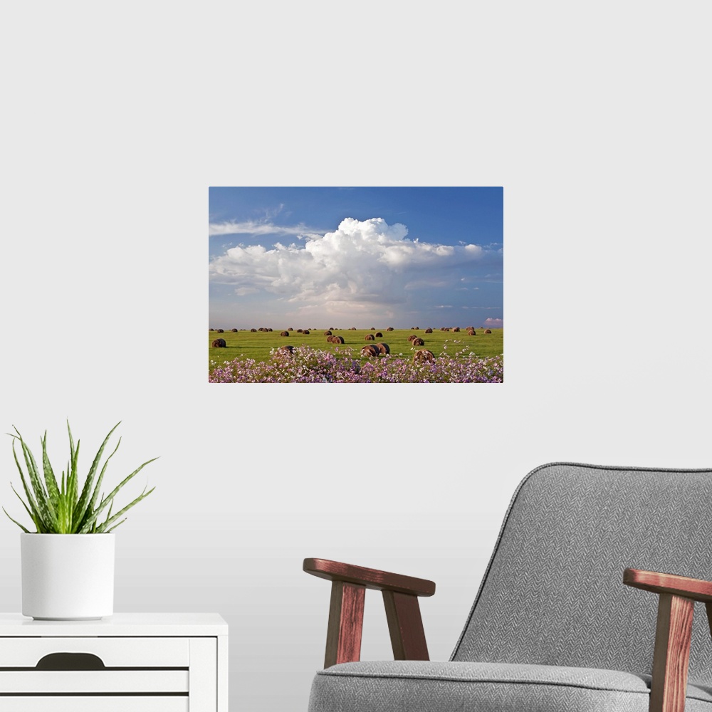 A modern room featuring Harvest fields with cosmos flowers in foreground, South Africa