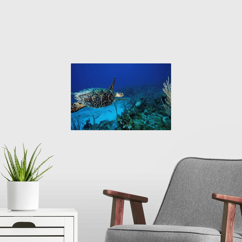 A modern room featuring Hawksbill Turtle Swimming Above Reef