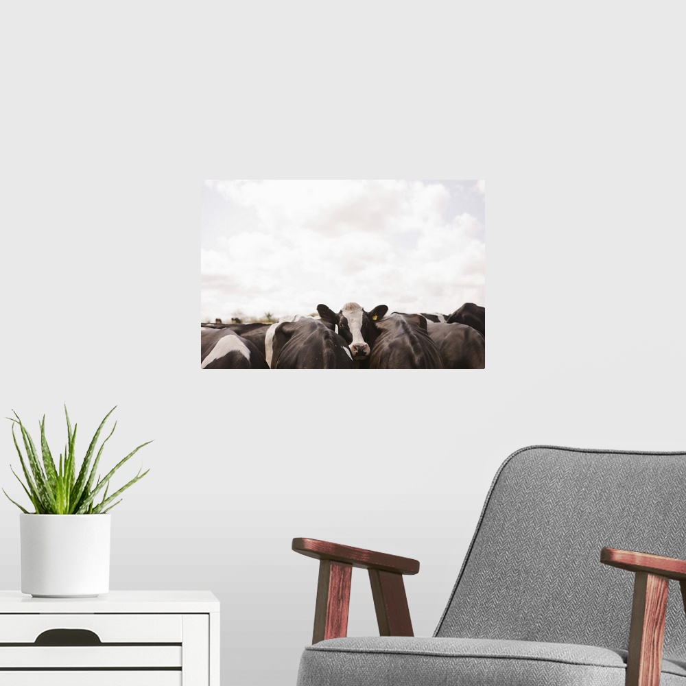 A modern room featuring Herd of cattle and overcast sky