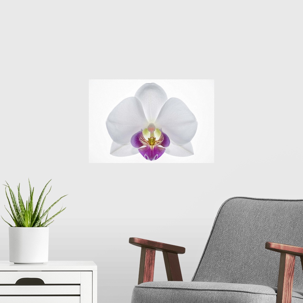 A modern room featuring Latin name: Phalaenopsis. A white orchid with a heart shaped callus.