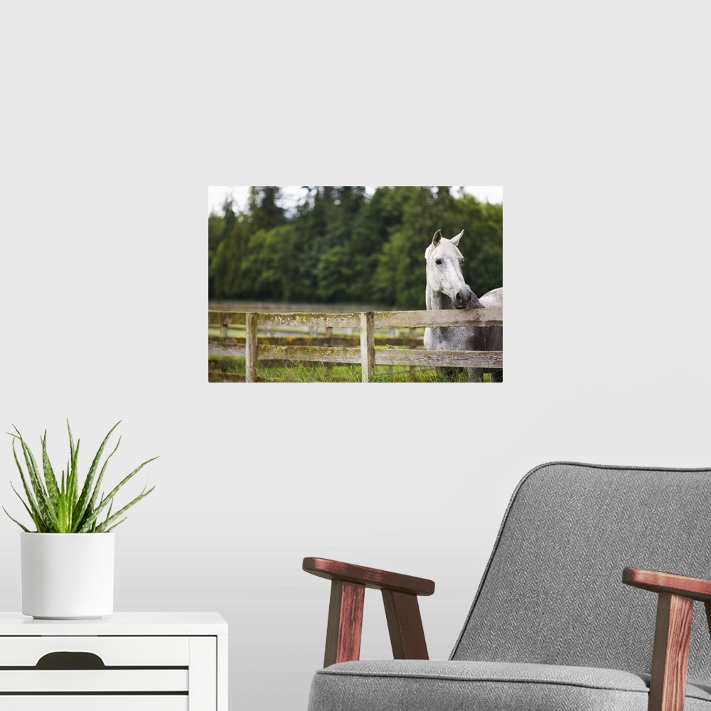 A modern room featuring Horse in field looking over fence