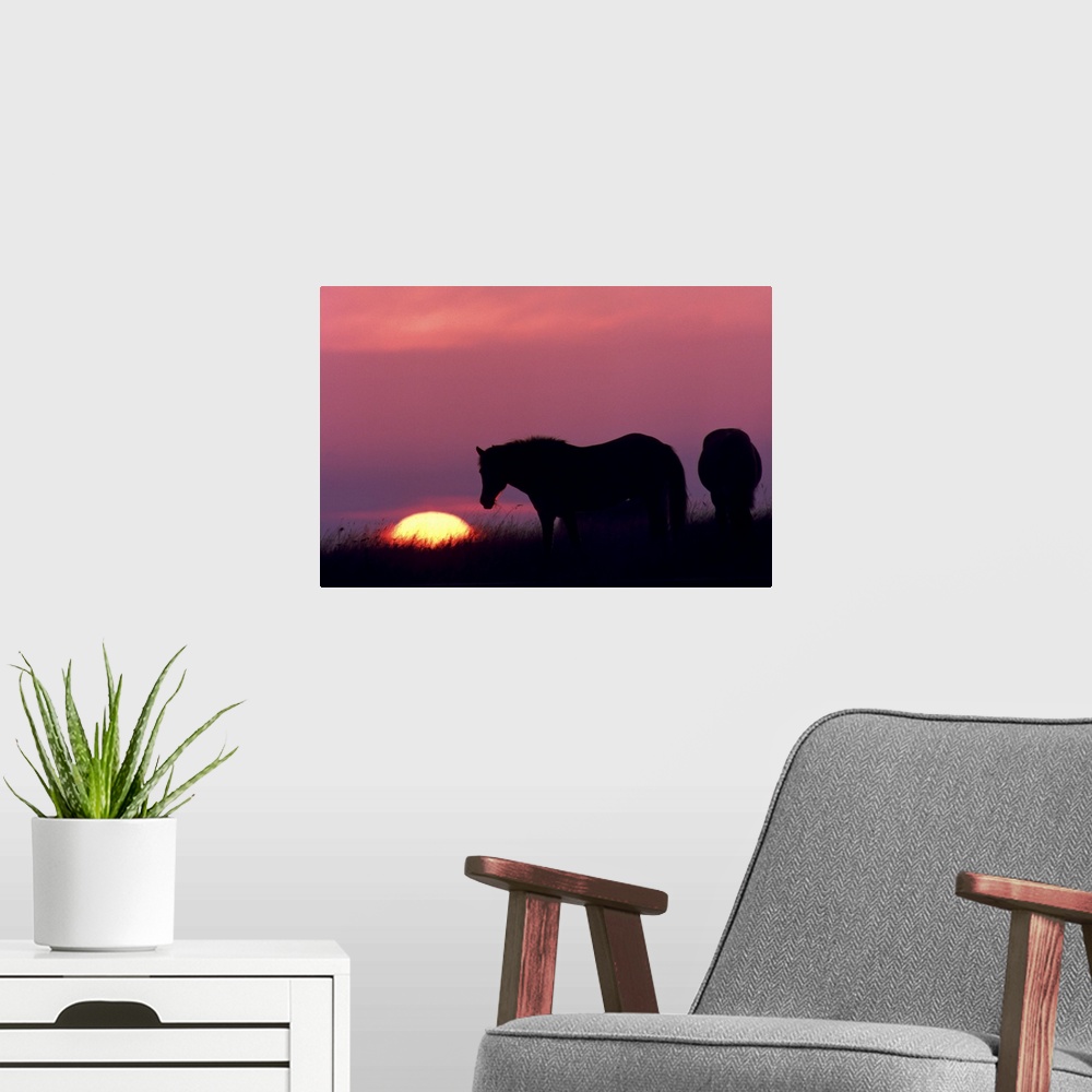 A modern room featuring horses at sunset