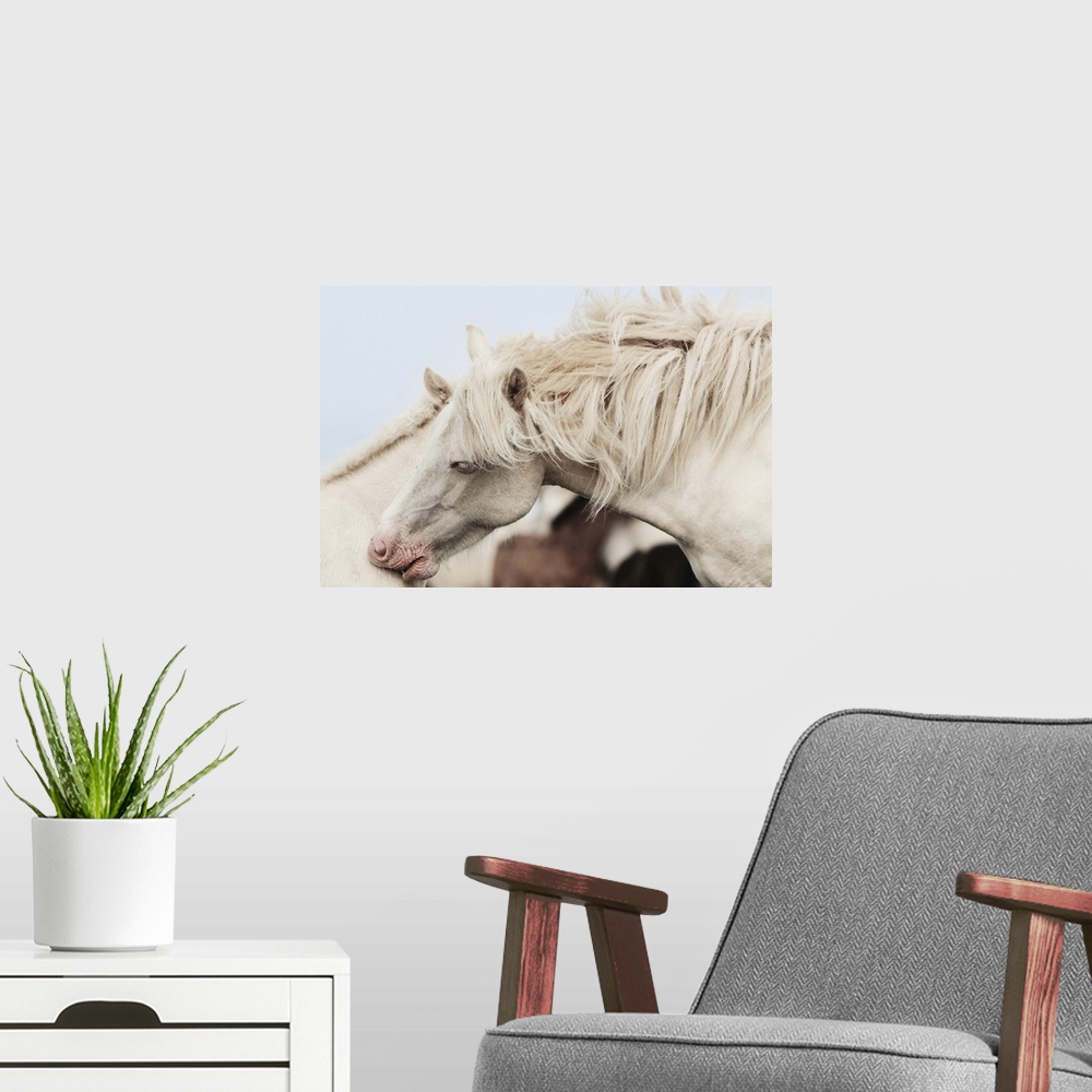A modern room featuring Horses in Iceland