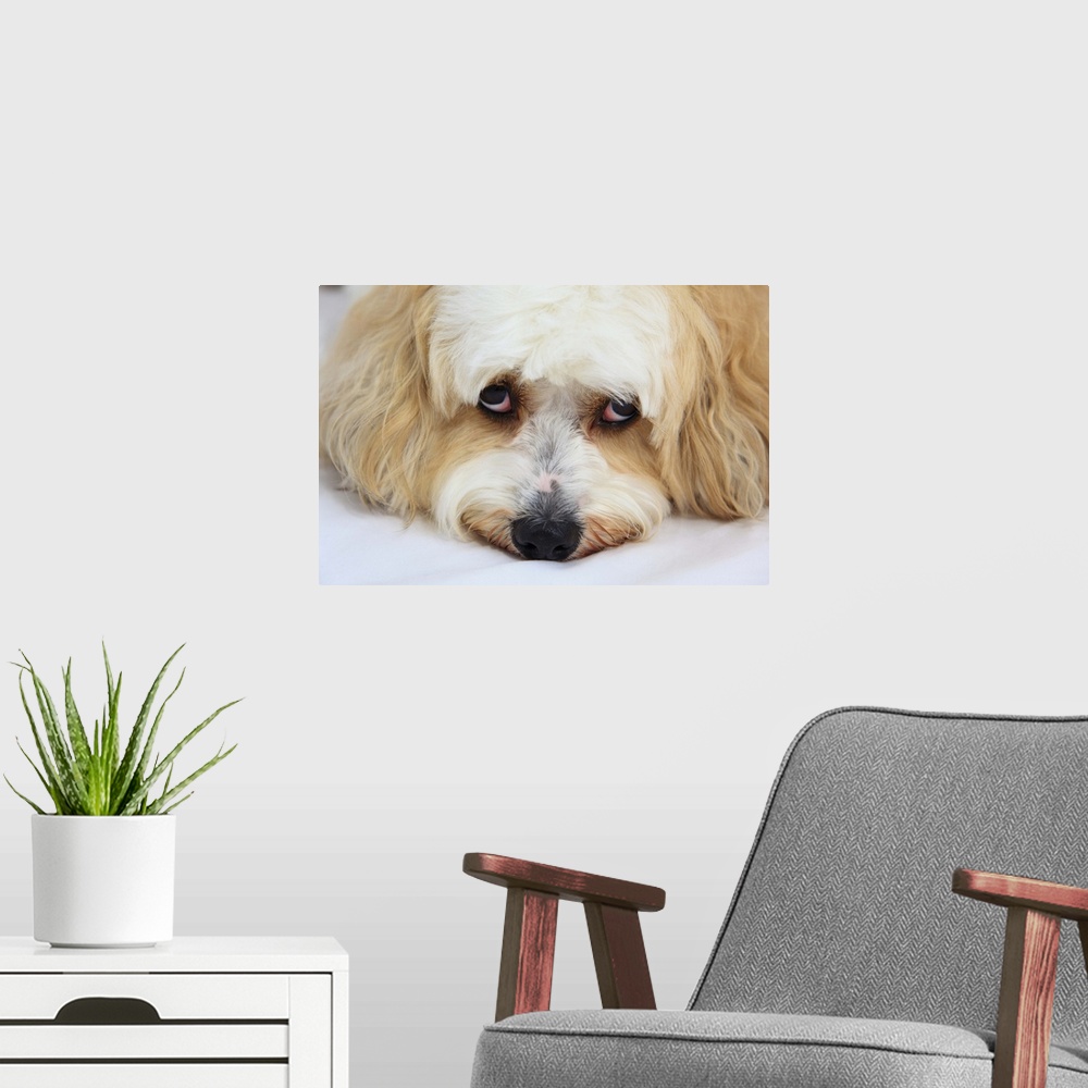 A modern room featuring humorous close-up of bichon frise dog