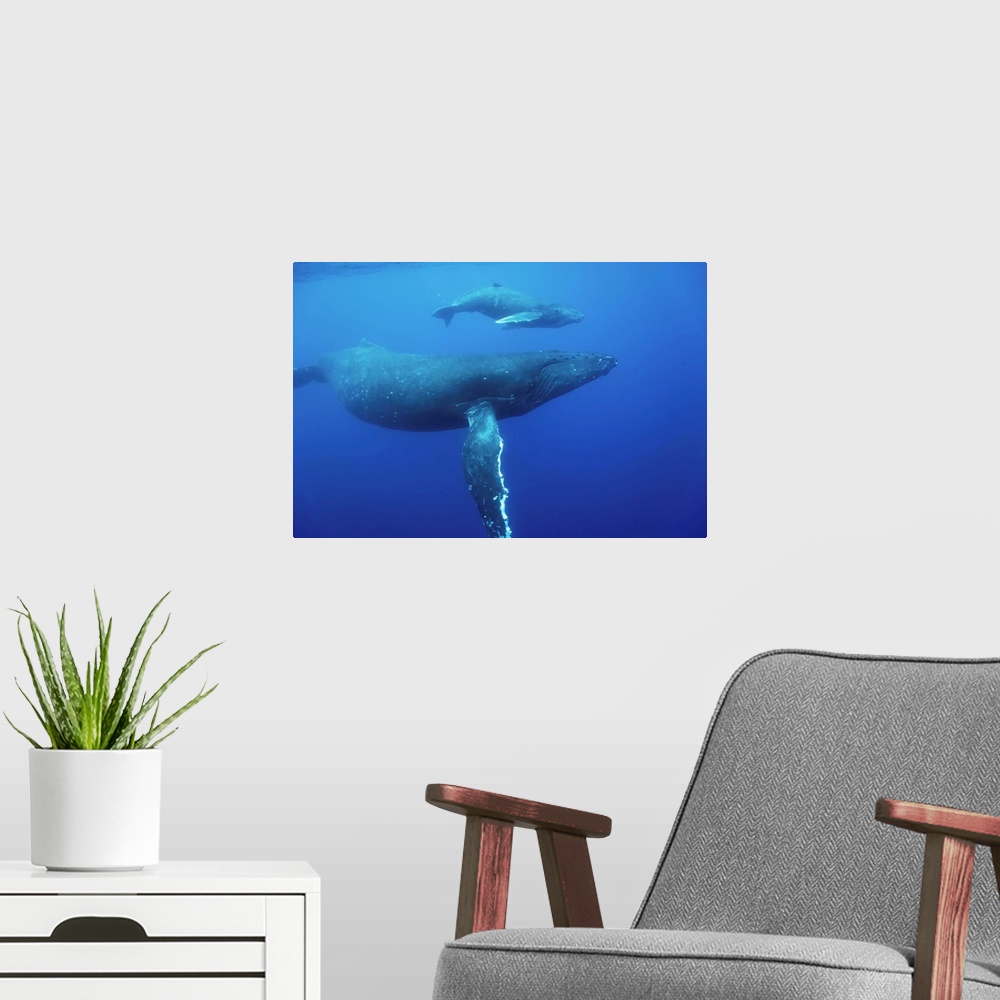 A modern room featuring Humpback Whale Cow And Calf Underwater