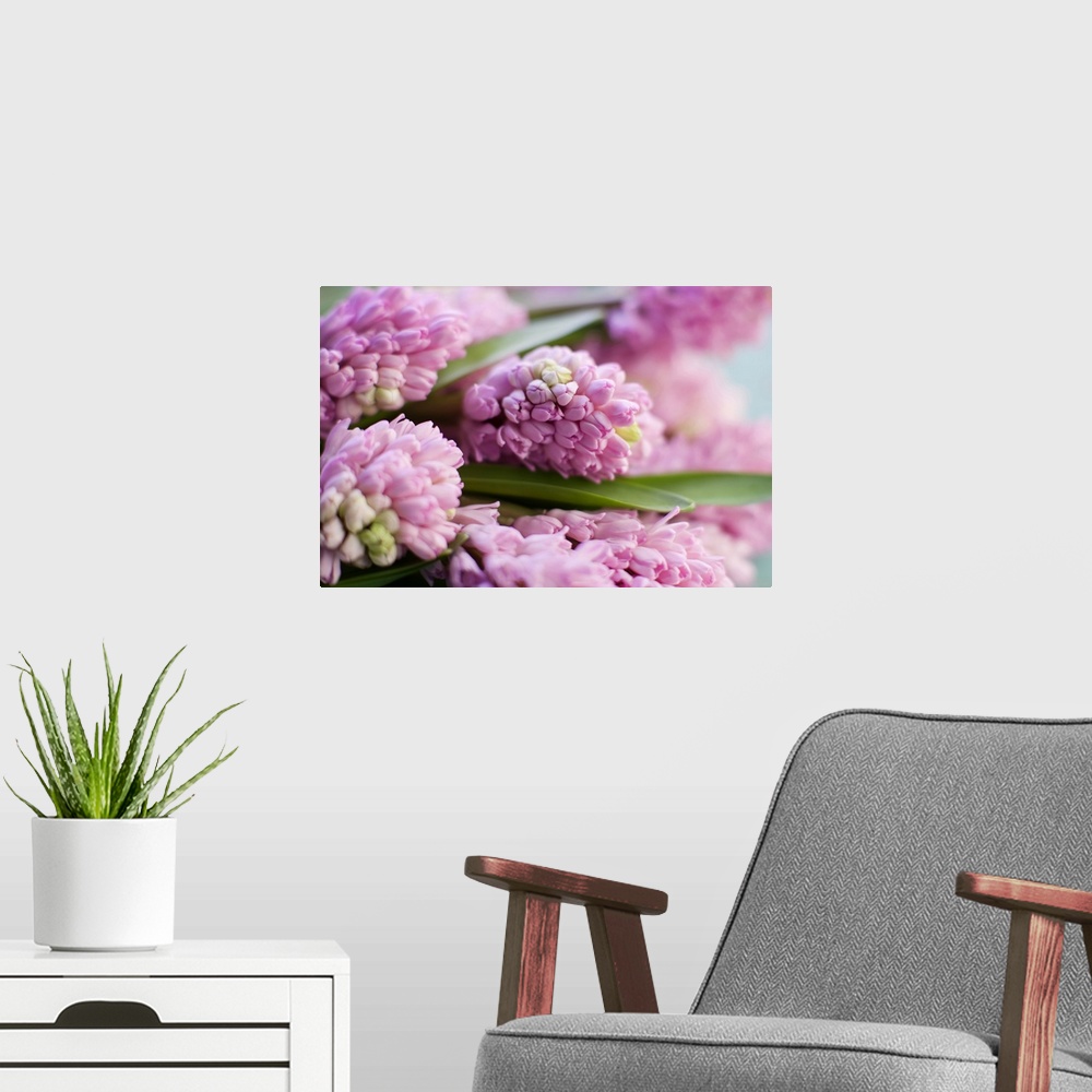 A modern room featuring Hyacinth bunch