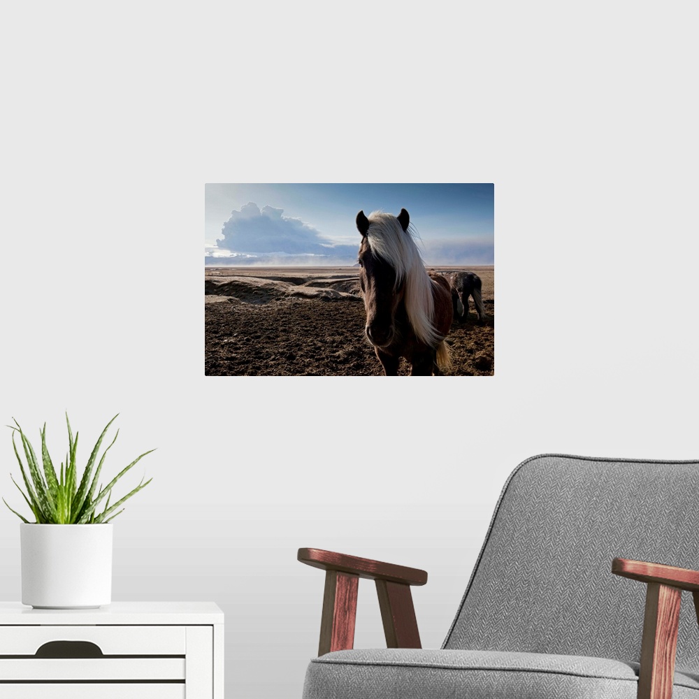 A modern room featuring Icelandic horses standing in pasture in shadow of ash cloud from erupting Eyjafjallajokull Volcano.