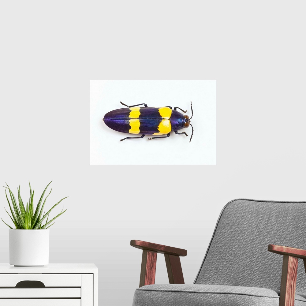 A modern room featuring Jewel Beetle Chrysochroa mniszechii from Thailand