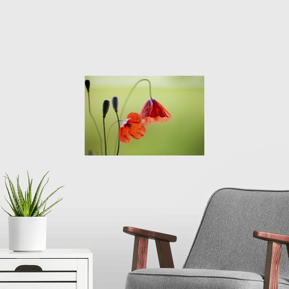 A modern room featuring Jewels of nature popping up on roadside.