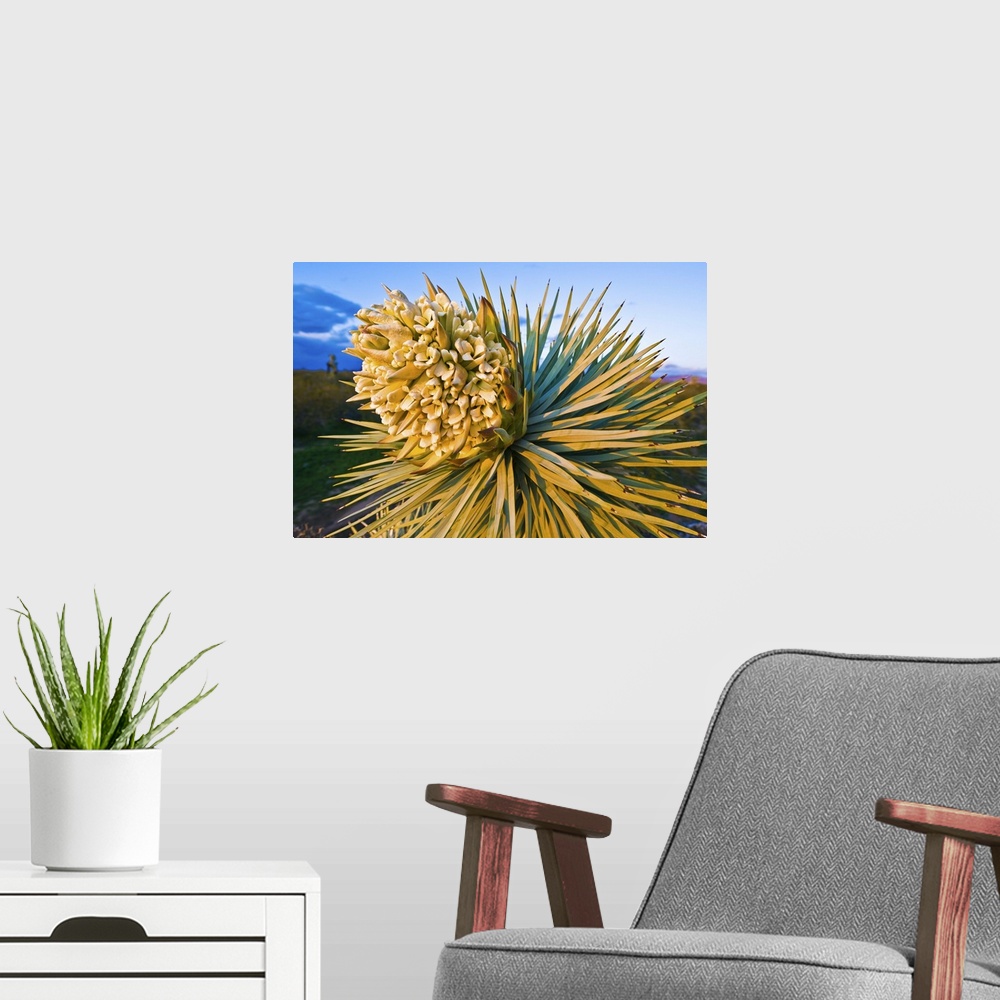 A modern room featuring Yucca brevifolia is a plant species belonging to the genus Yucca in the family Agavaceae. It is t...