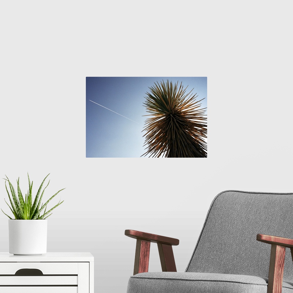 A modern room featuring A plane flies over a cactus in Joshua Tree National Park in Southern California.
