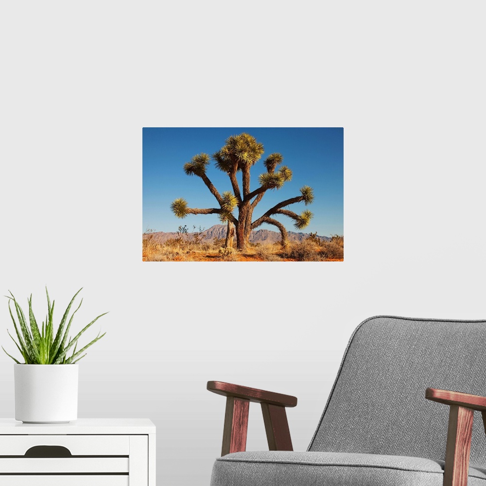 A modern room featuring Joshua tree in desert with blue sky